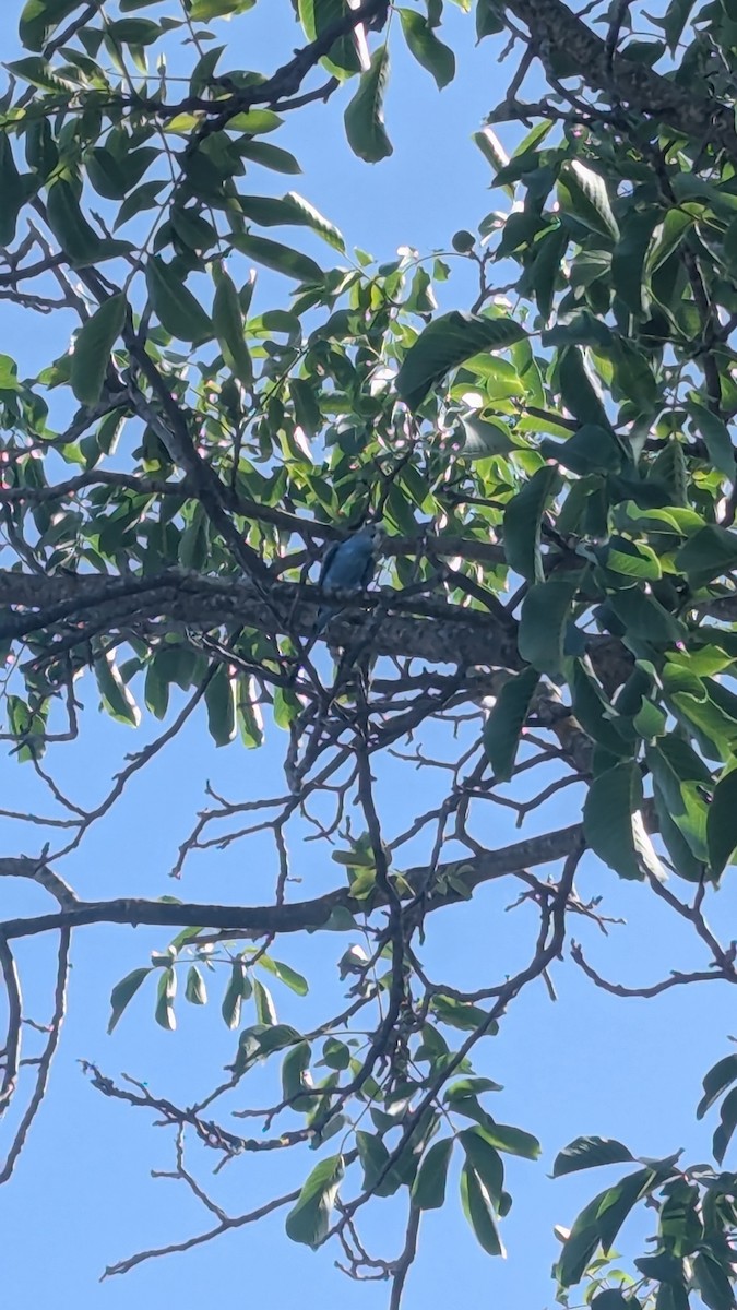 Parrocchetto ondulato - ML636828128