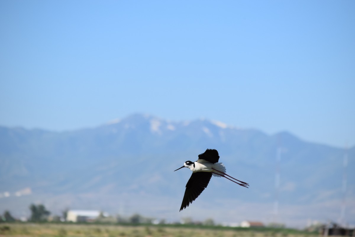 Black-necked Stilt - ML636828163