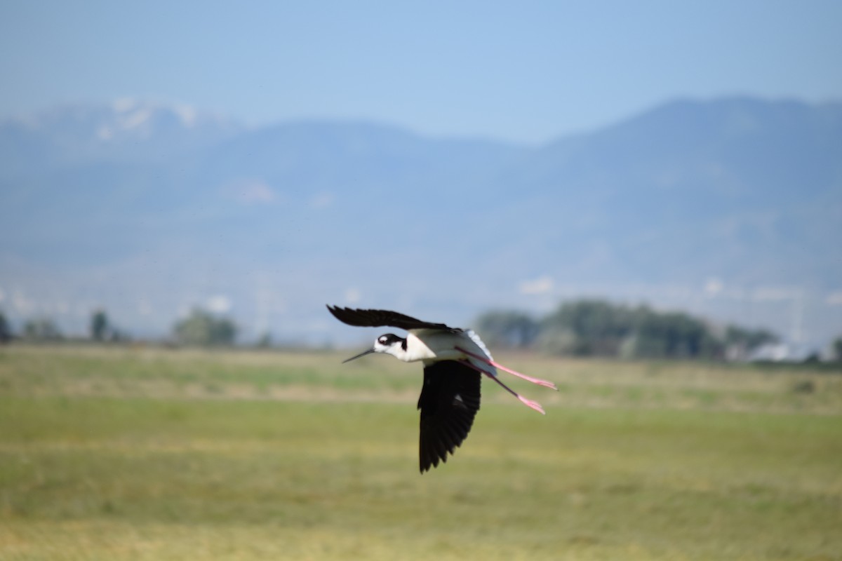 Black-necked Stilt - ML636828164