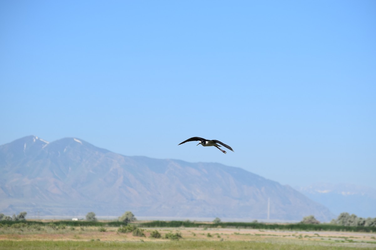 Black-necked Stilt - ML636828165