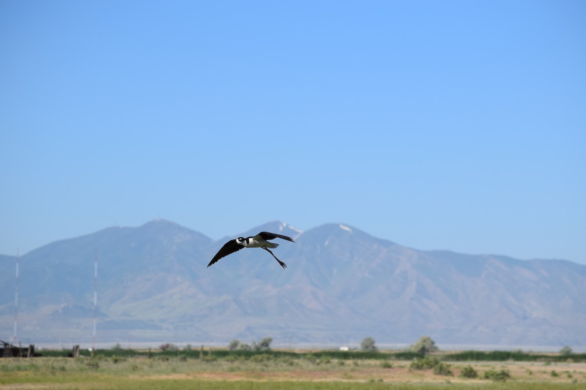Black-necked Stilt - ML636828166