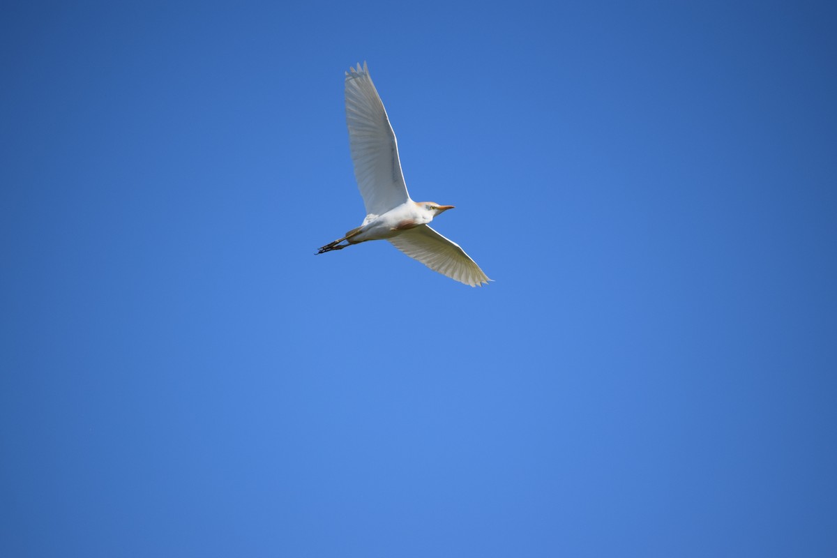 Western Cattle-Egret - ML636828199