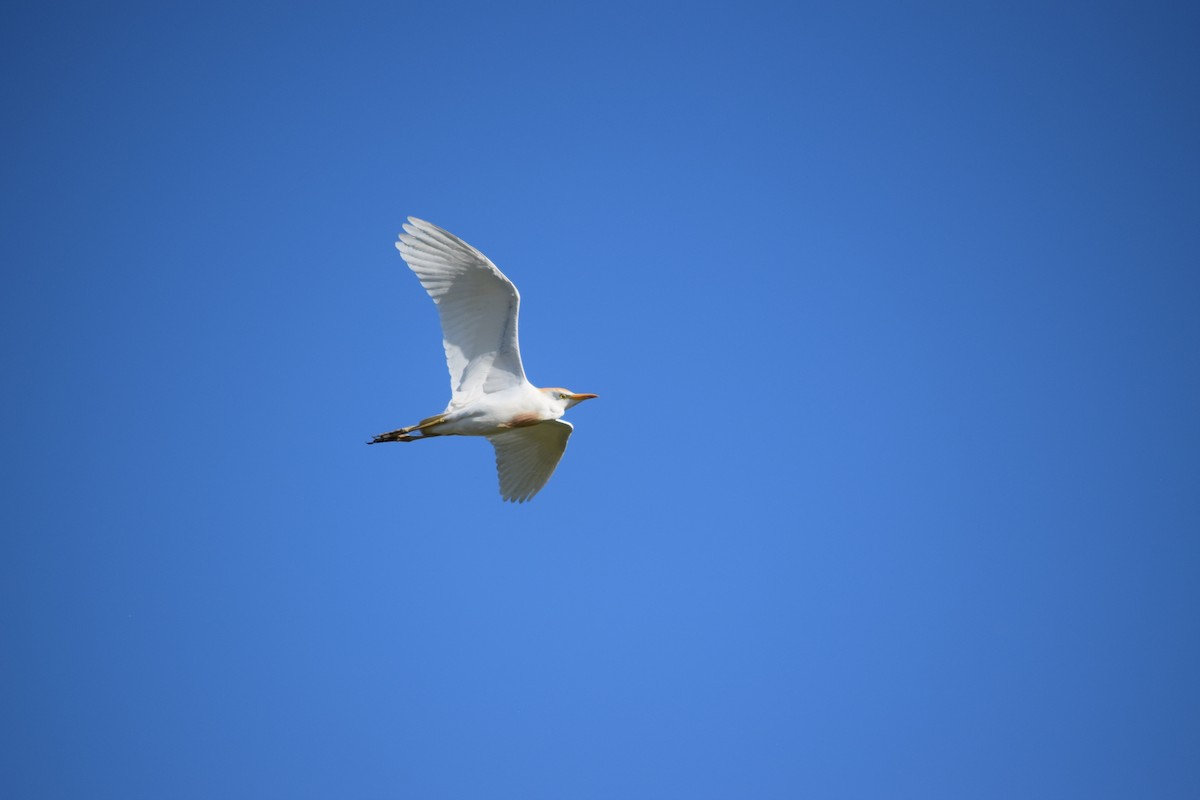 Western Cattle-Egret - ML636828201