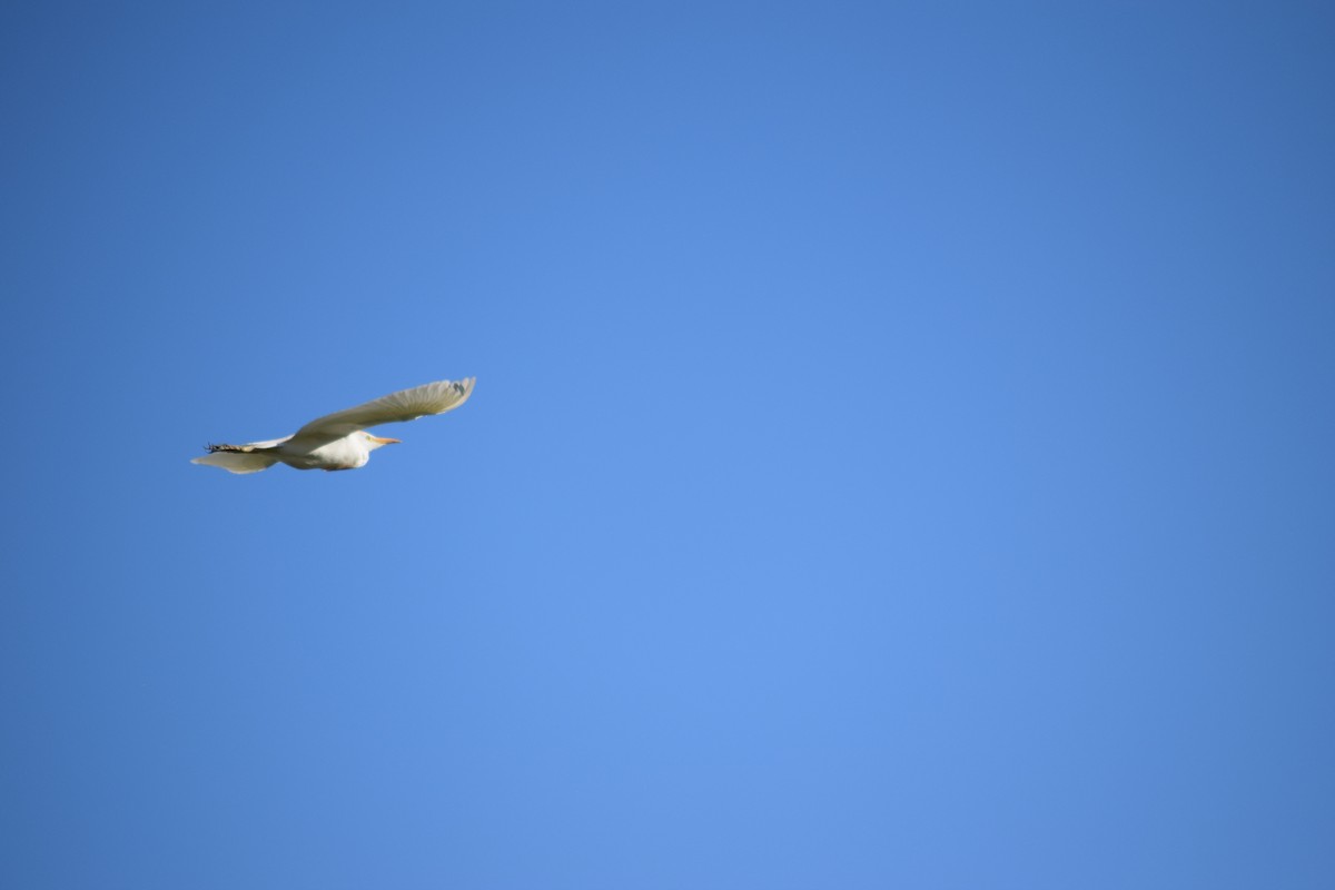 Western Cattle-Egret - ML636828202