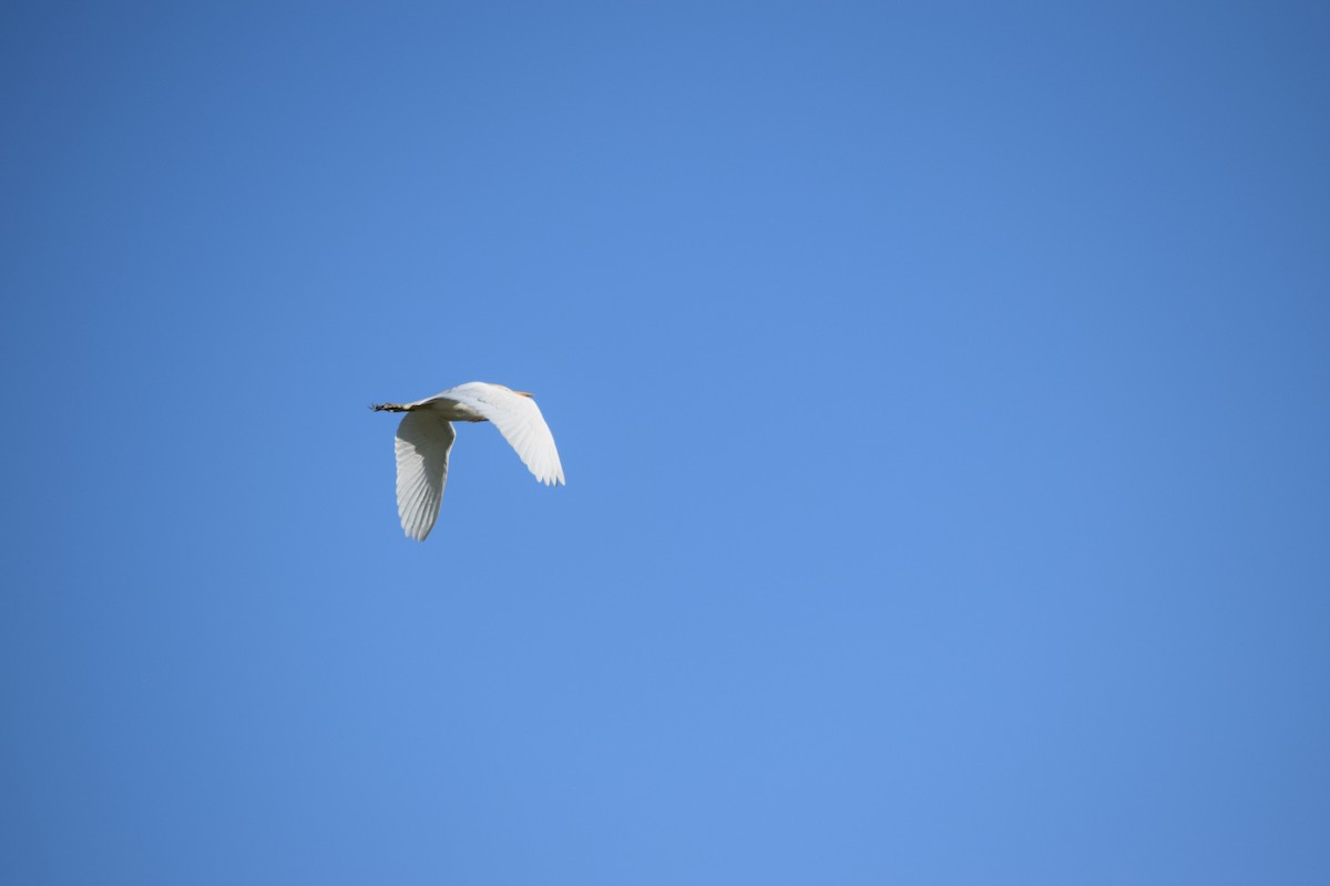 Western Cattle-Egret - ML636828203