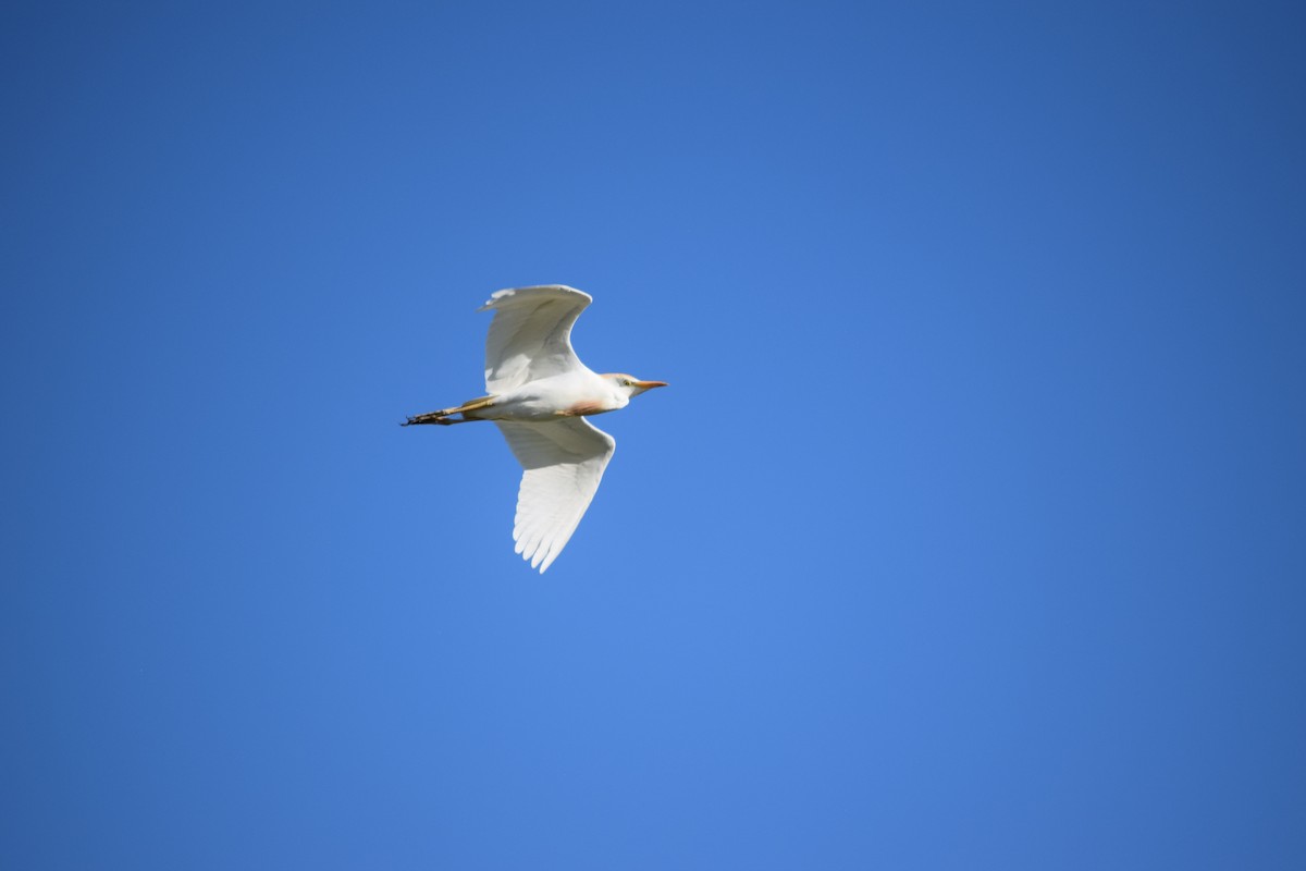 Western Cattle-Egret - ML636828204