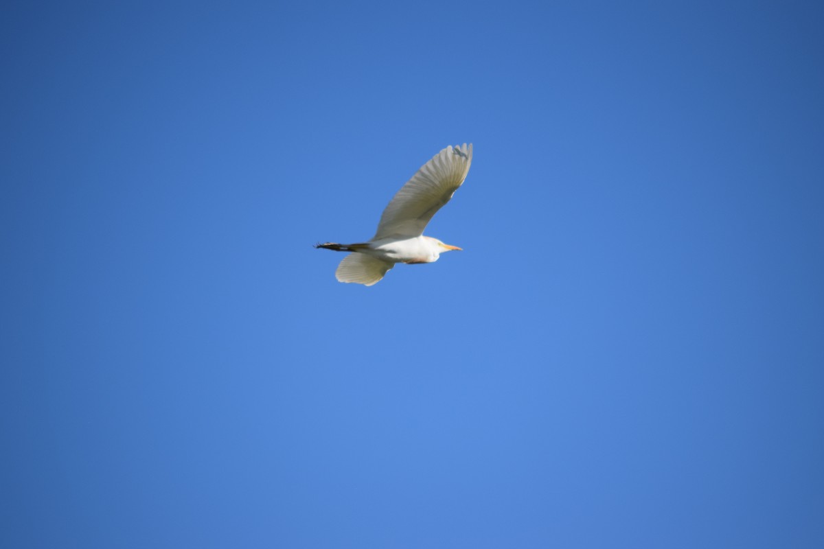 Western Cattle-Egret - ML636828205