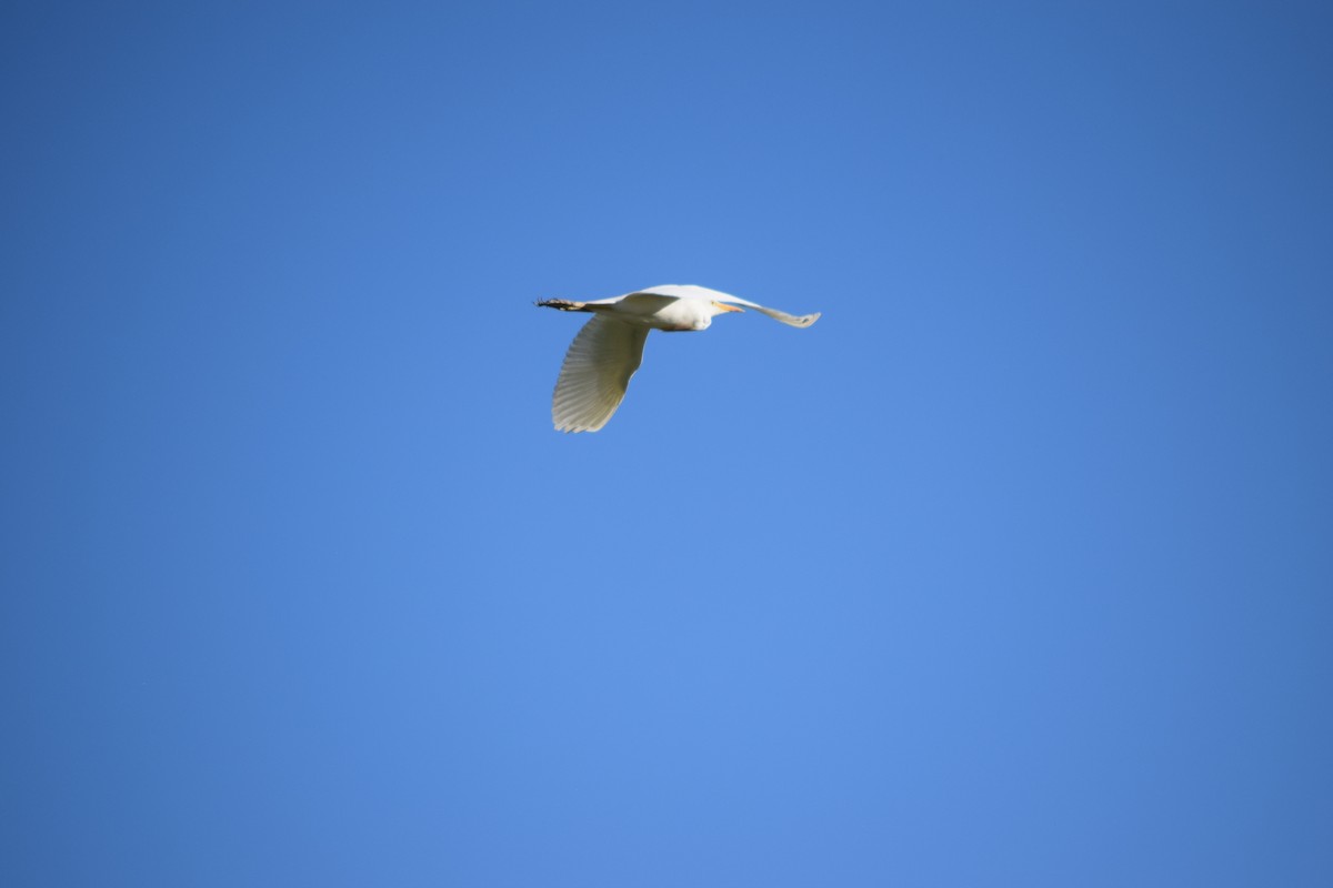 Western Cattle-Egret - ML636828206