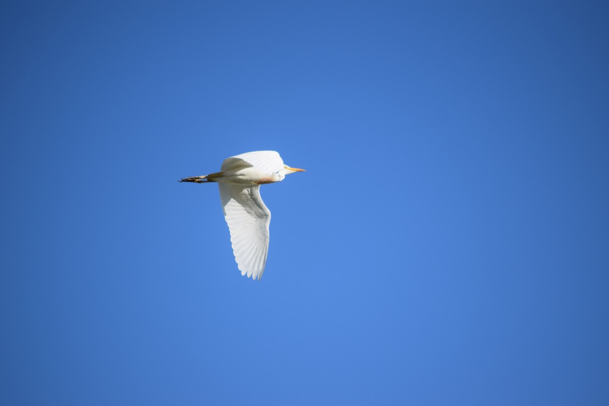 Western Cattle-Egret - ML636828208