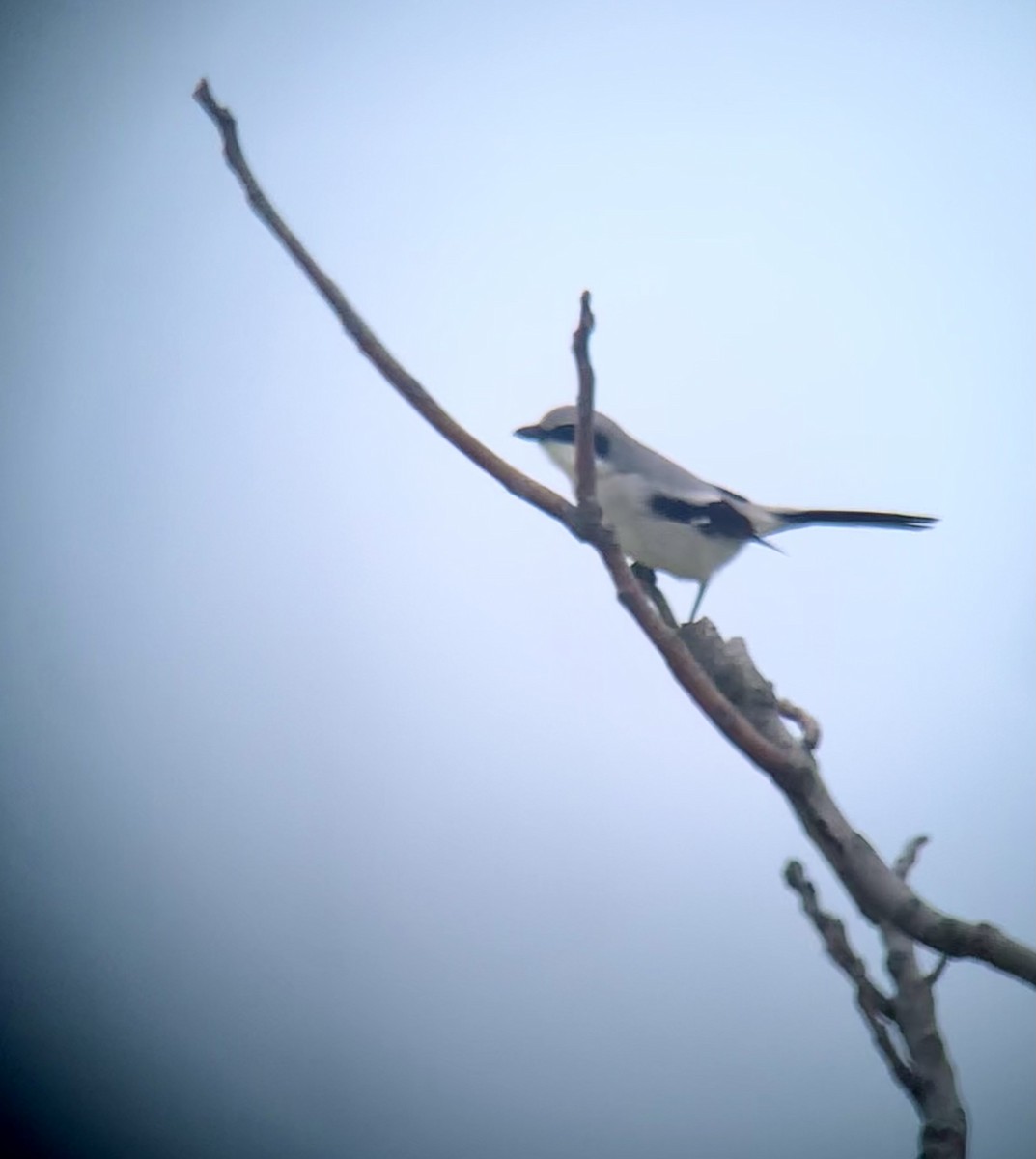 Loggerhead Shrike - ML636828241