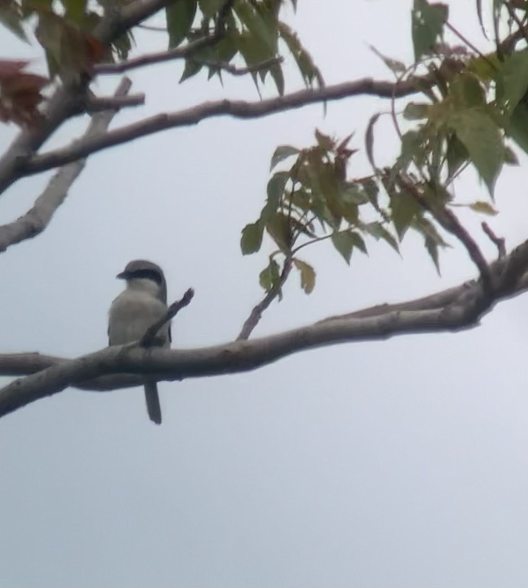 Loggerhead Shrike - ML636828242