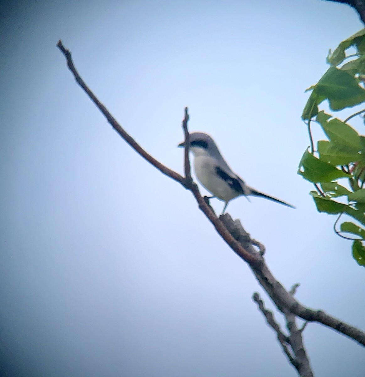 Loggerhead Shrike - ML636828243