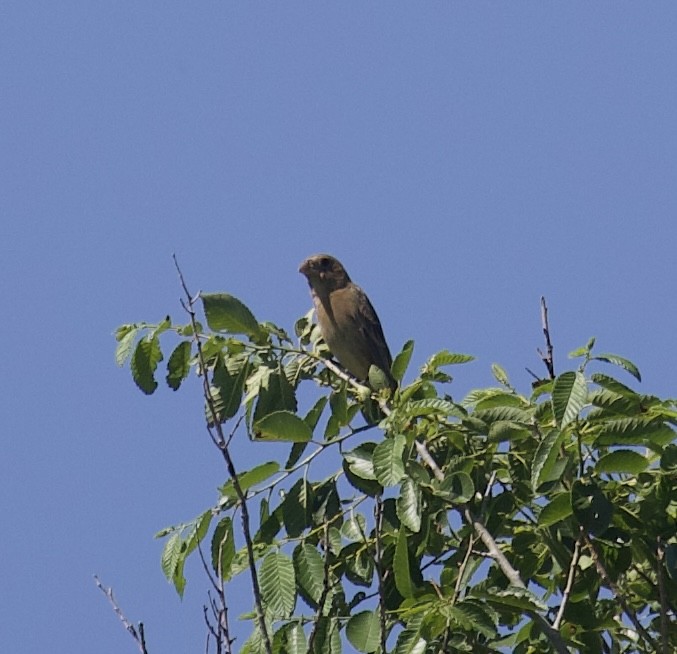 Blue Grosbeak - ML636828257