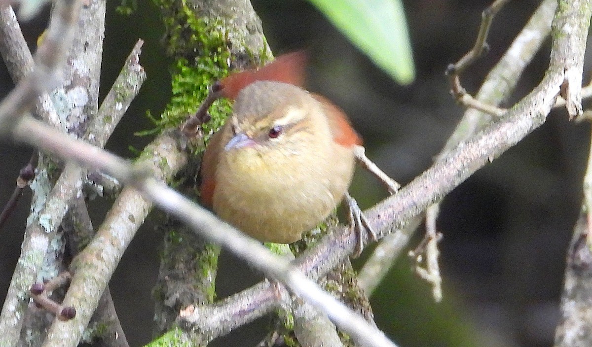 Olive Spinetail - ML636828276
