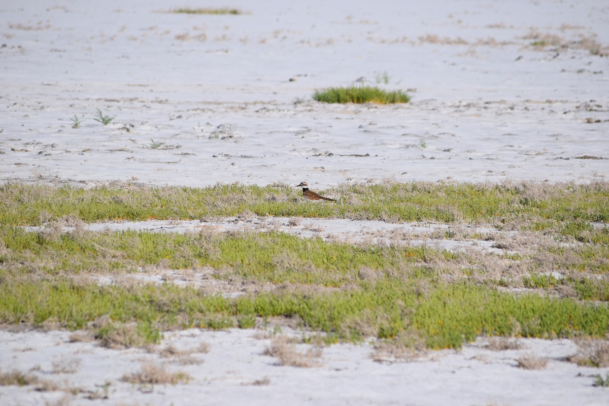 Killdeer - ML636828294