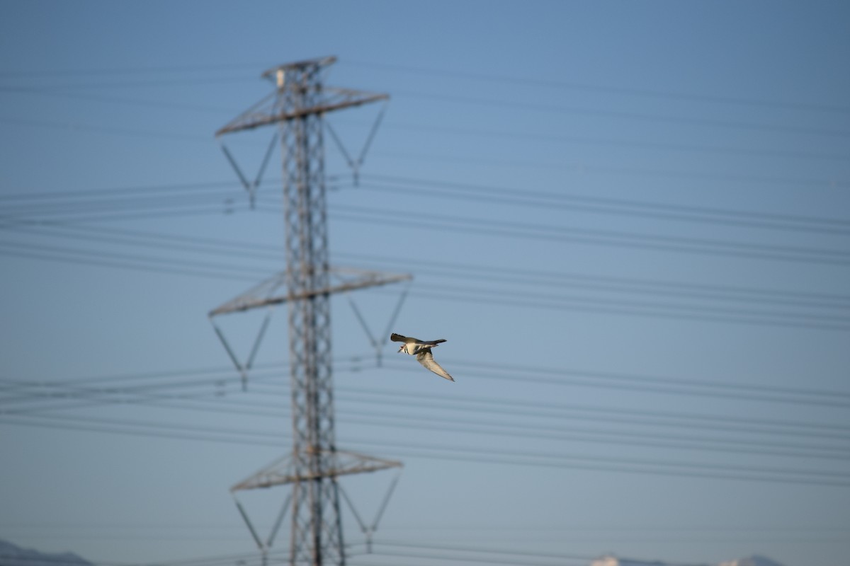 Killdeer - ML636828333