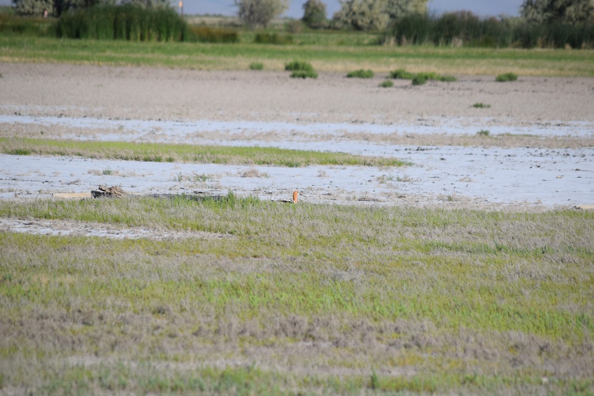 American Avocet - ML636828389