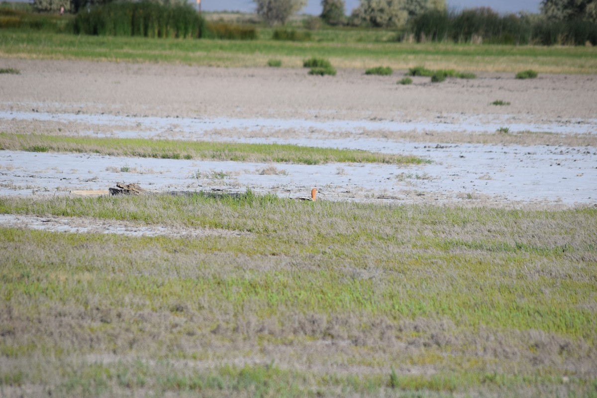 American Avocet - ML636828411