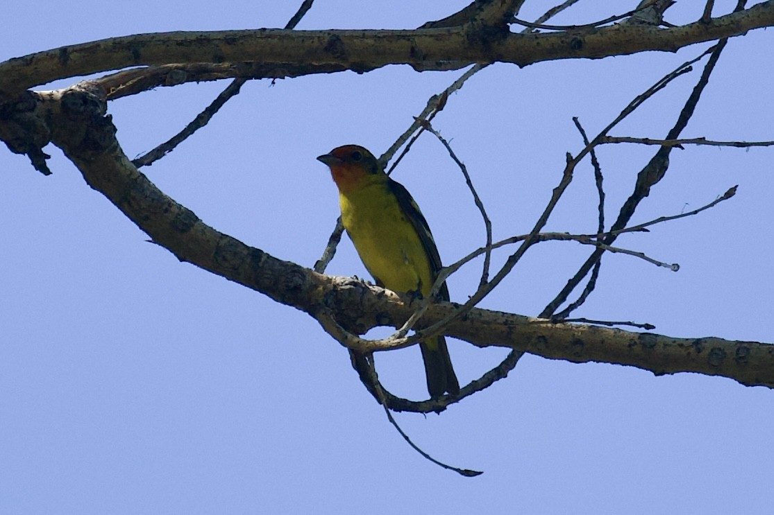 Western Tanager - ML636828498