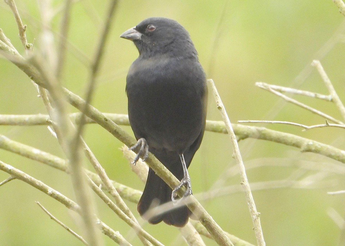 Screaming Cowbird - ML636828499