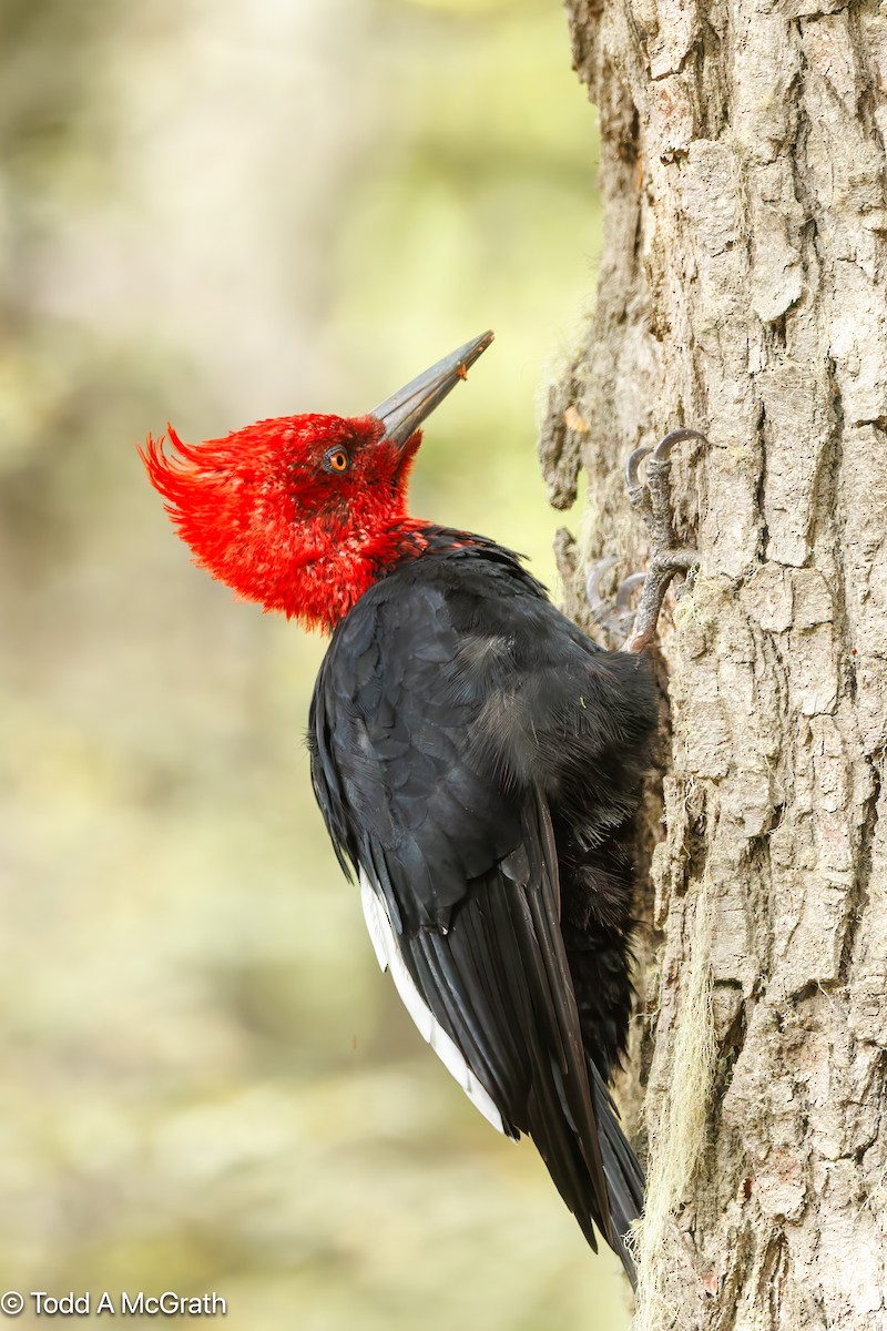Magellanic Woodpecker - ML636828541