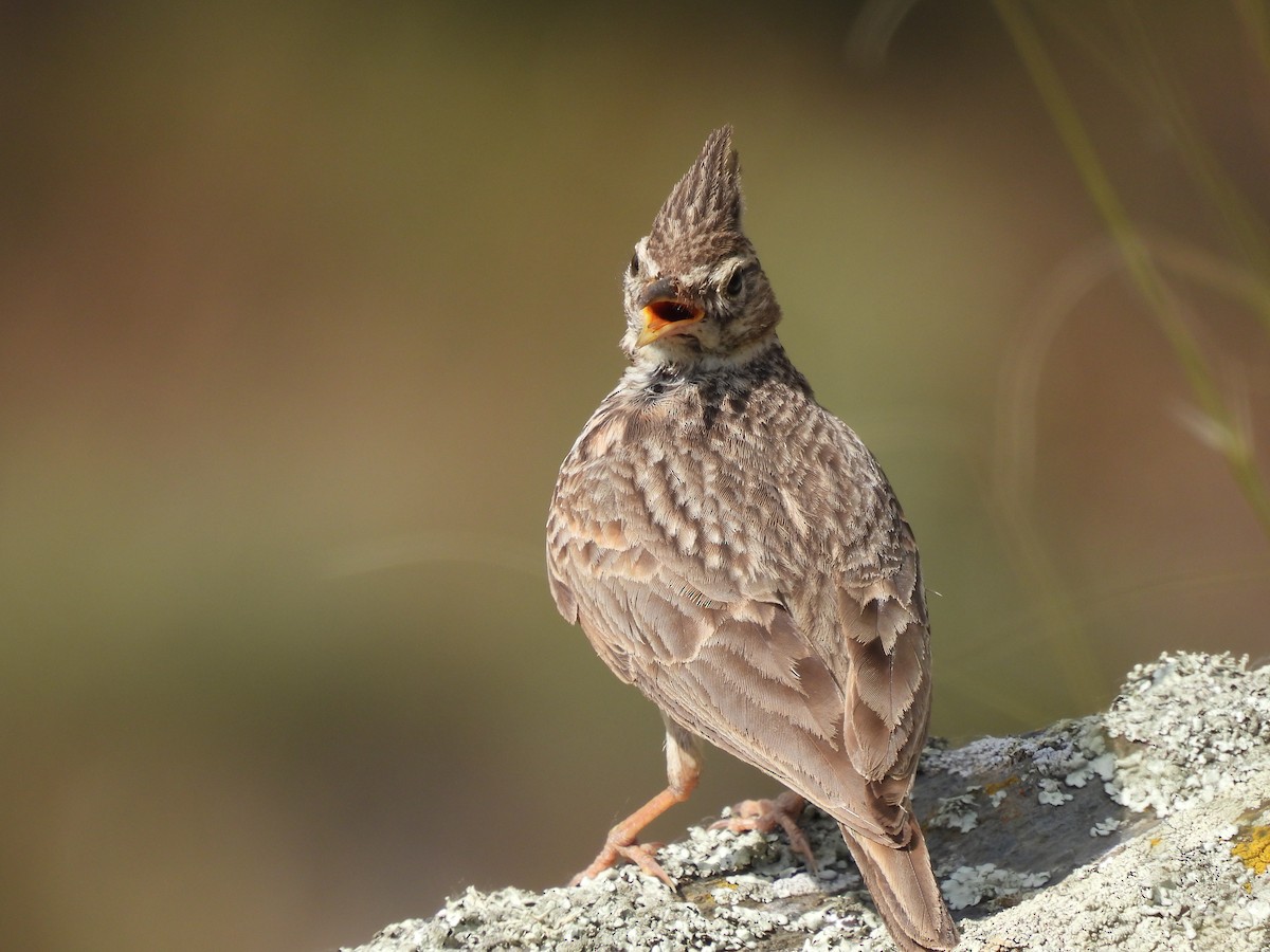 Thekla's/Crested Lark - ML636828566
