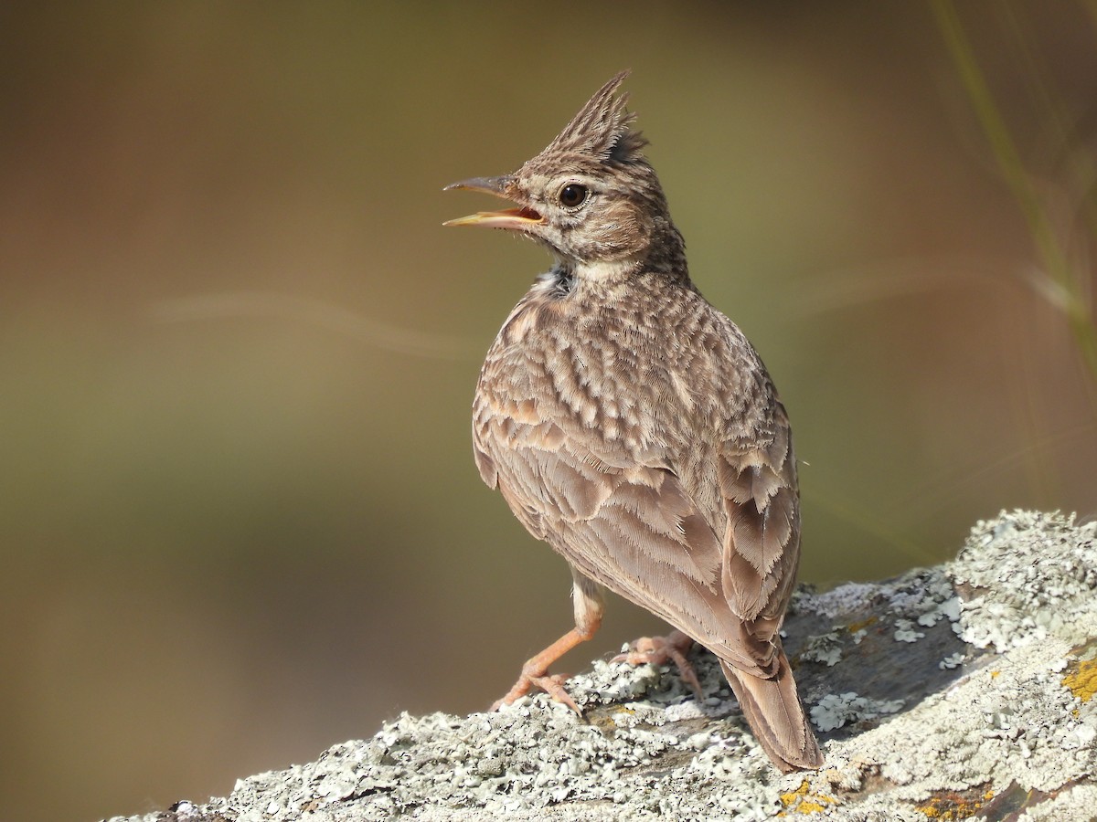 Thekla's/Crested Lark - ML636828567