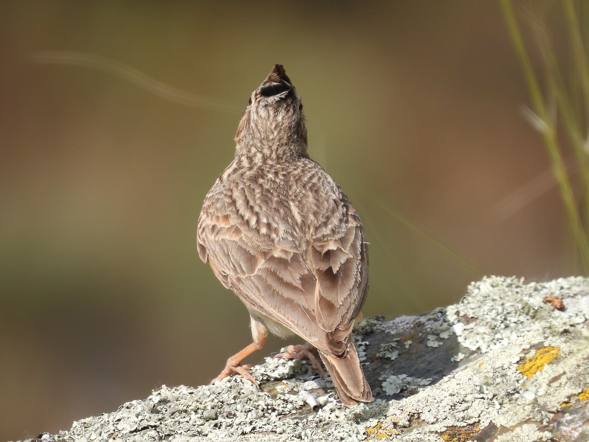 Thekla's/Crested Lark - ML636828568