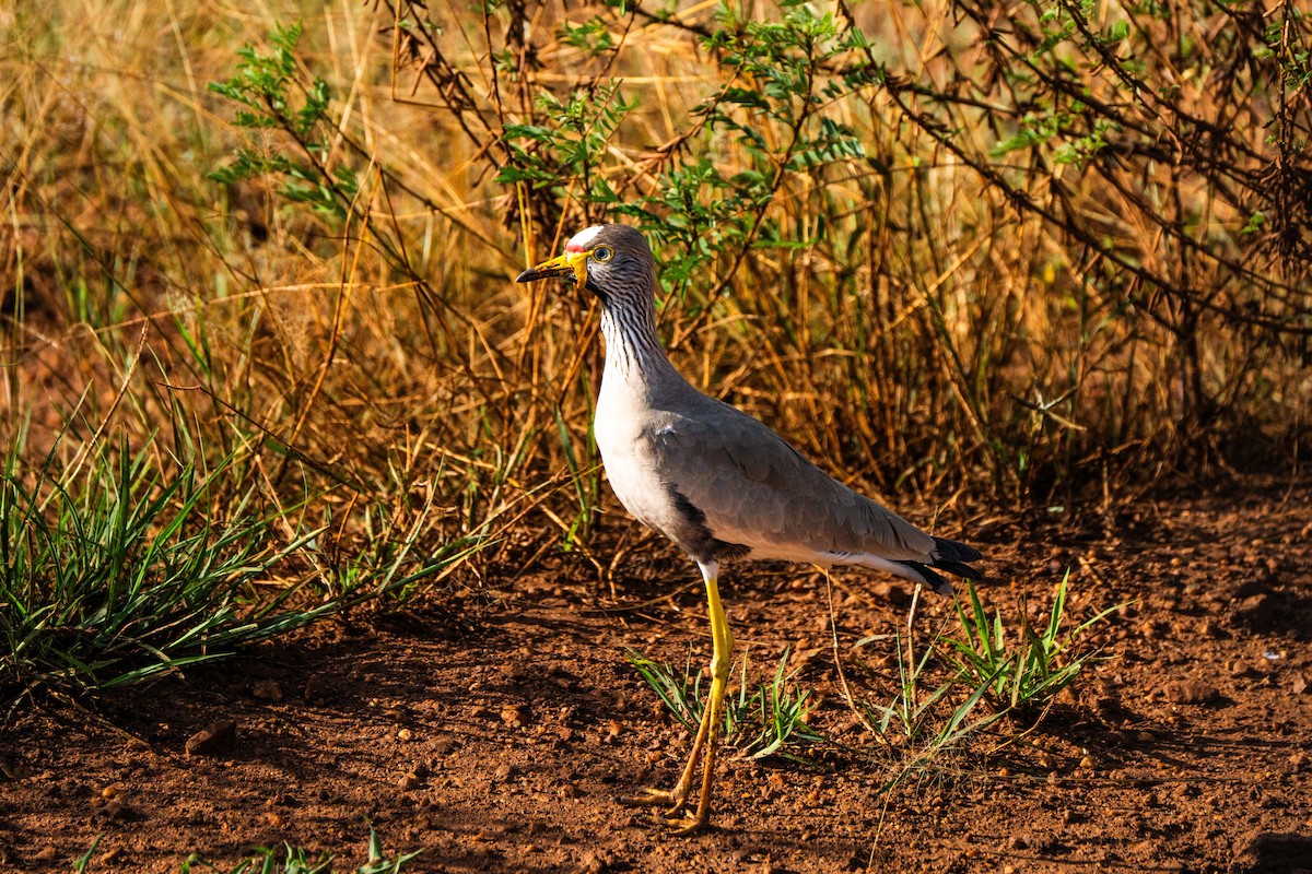 Wattled Lapwing - ML636828576