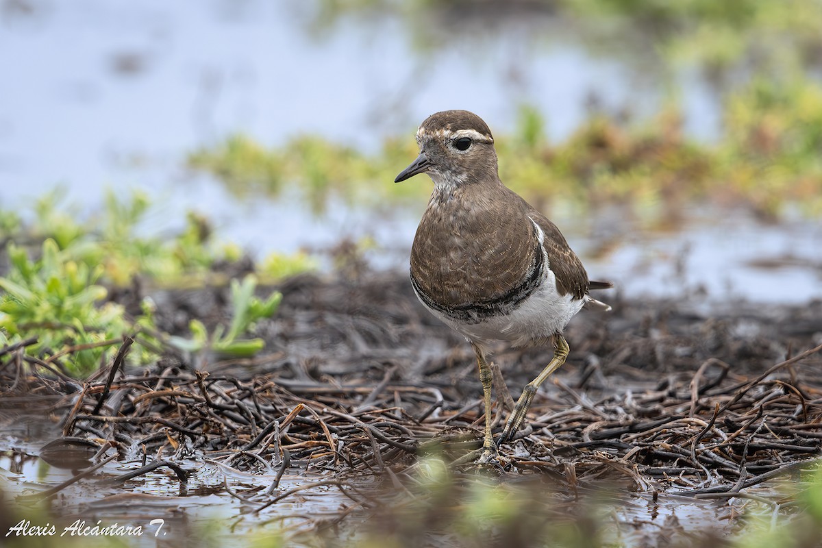Rufous-chested Dotterel - ML636828583