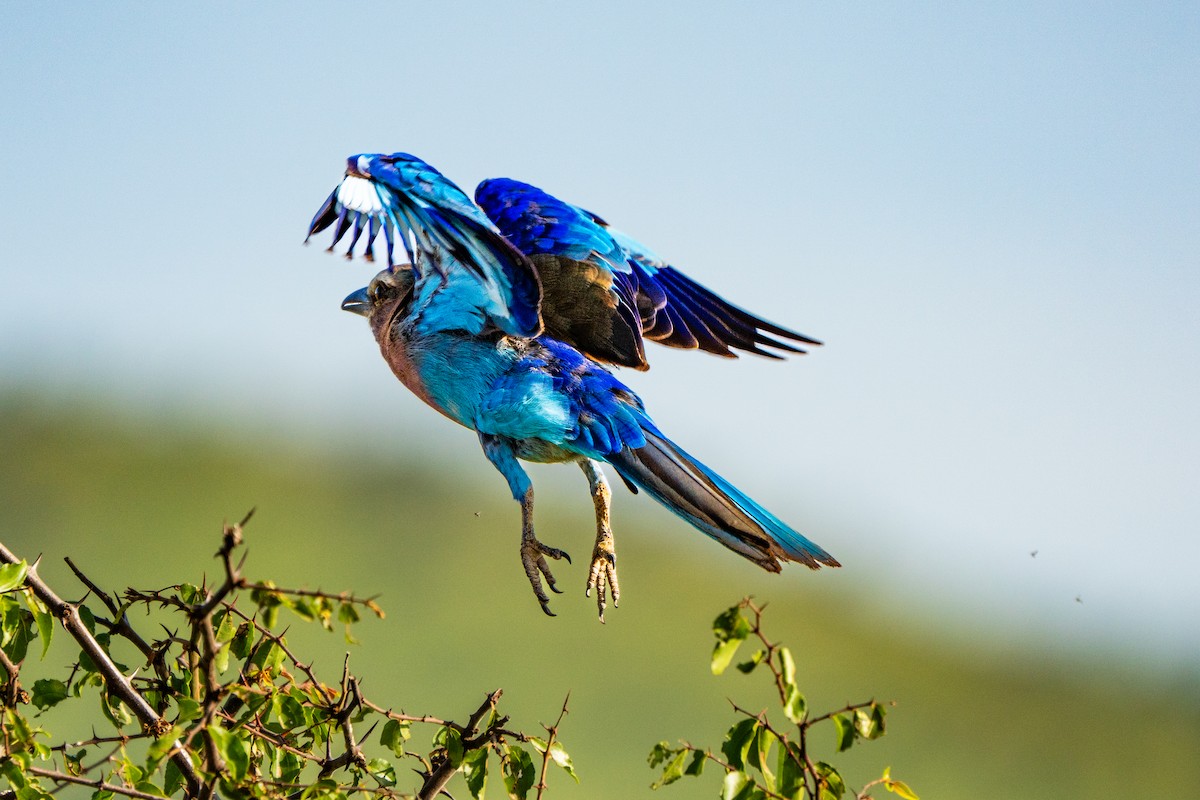Lilac-breasted Roller - ML636828587