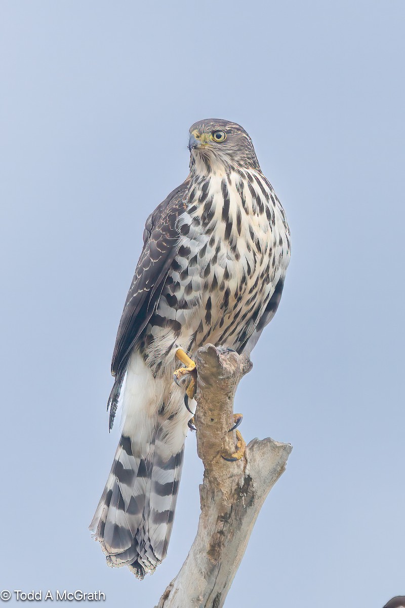 Chilean Hawk - ML636828658