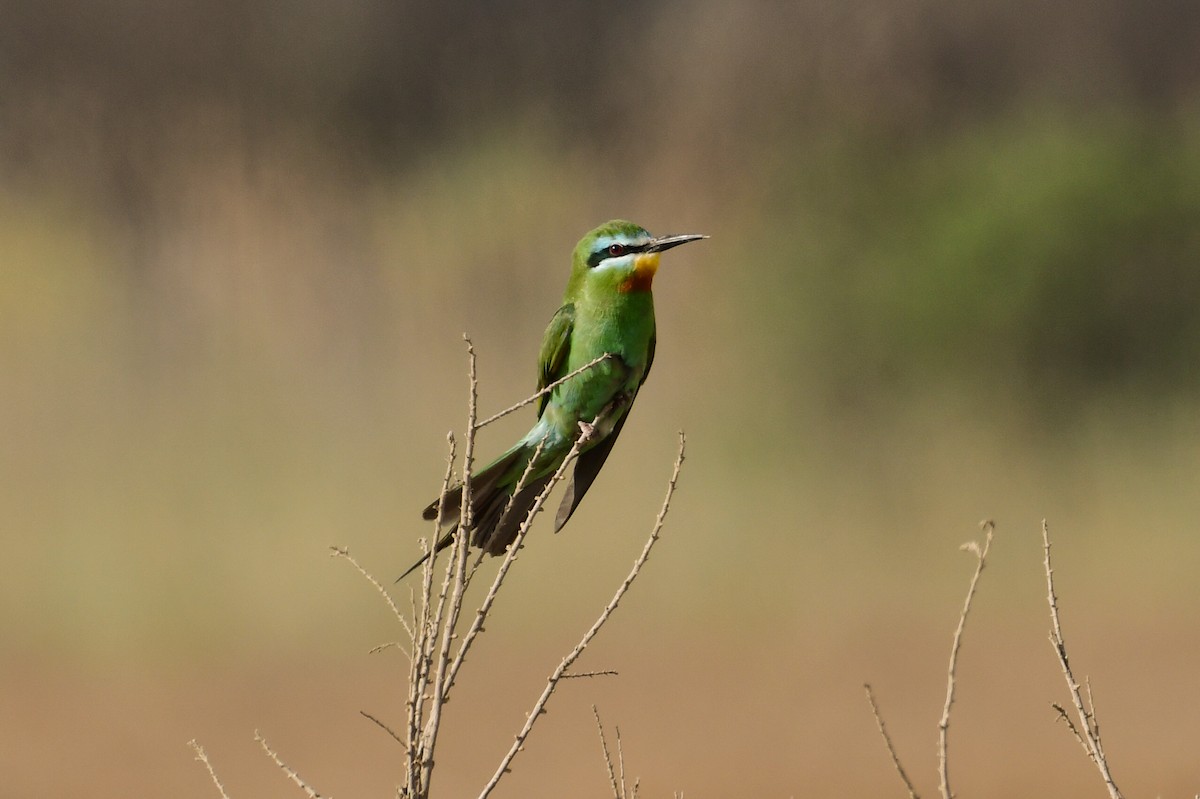 Blue-cheeked Bee-eater - ML636828663