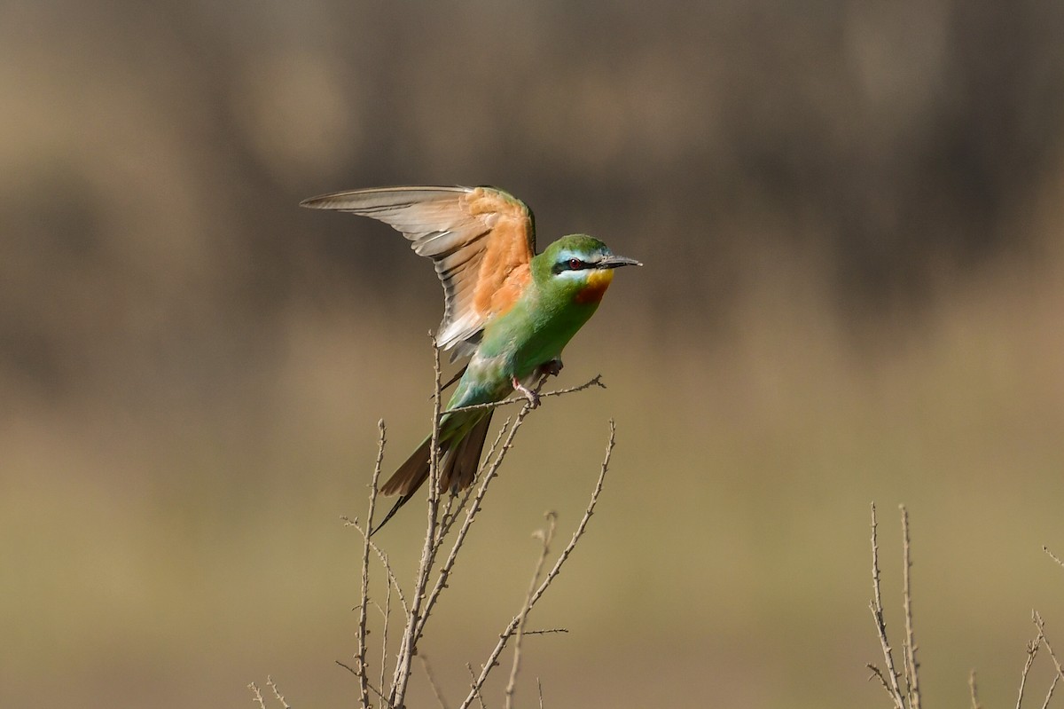 Blue-cheeked Bee-eater - ML636828664