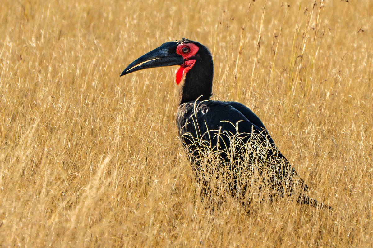 Southern Ground-Hornbill - ML636828688