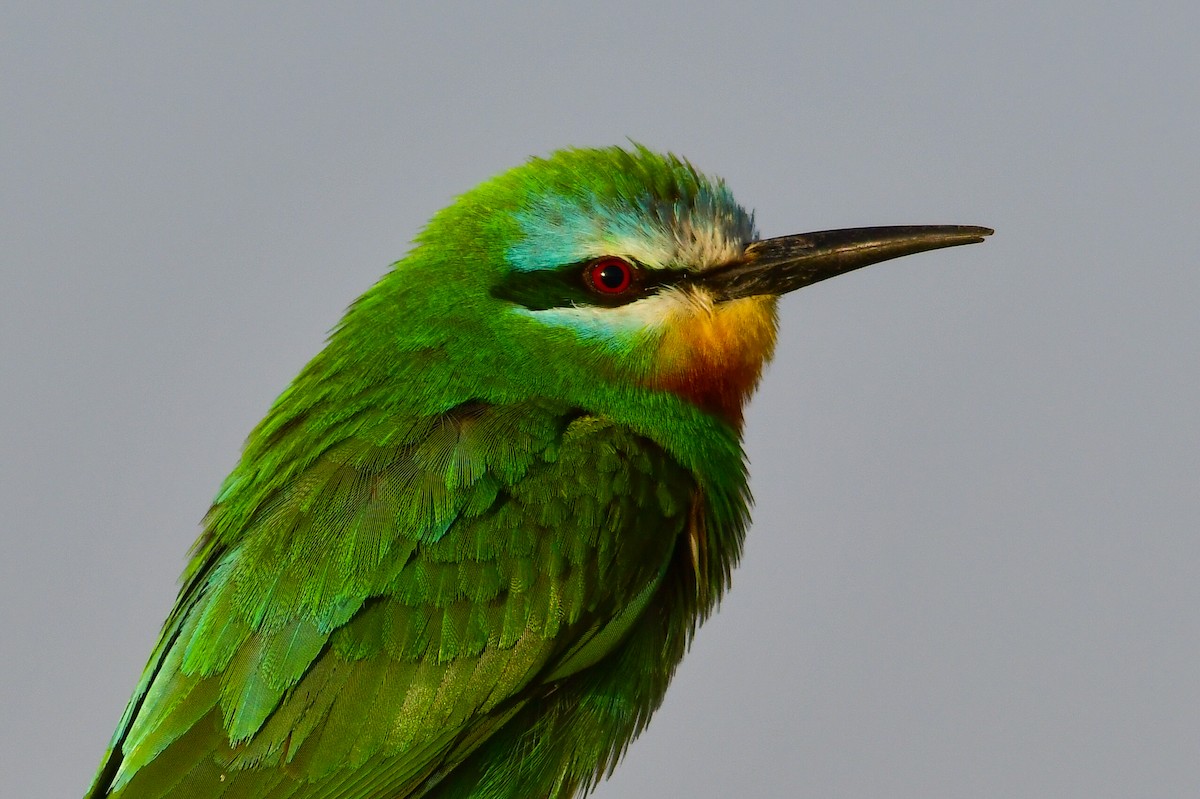 Blue-cheeked Bee-eater - ML636828826
