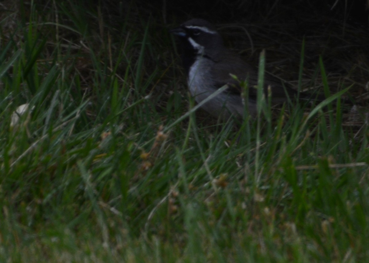 Black-throated Sparrow - ML636828840