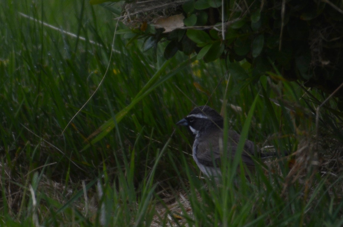Black-throated Sparrow - ML636828841