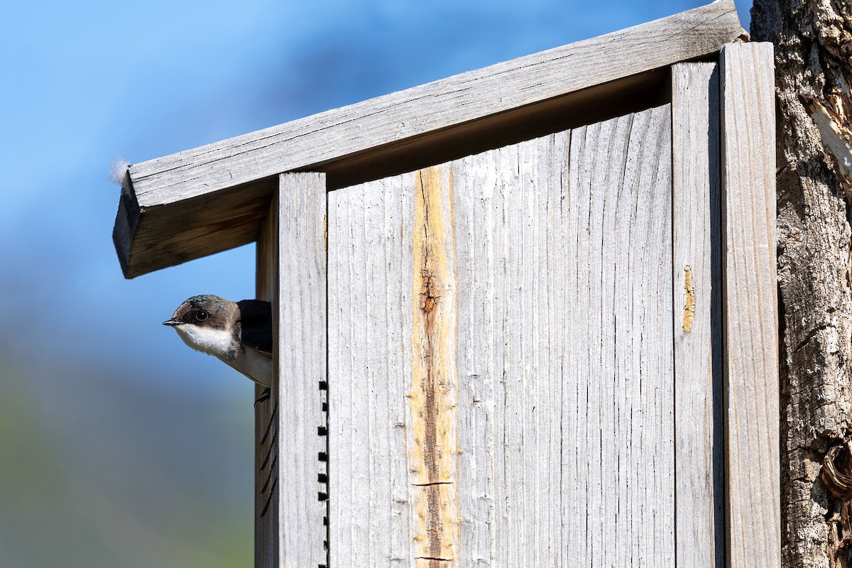 Tree Swallow - ML636828867