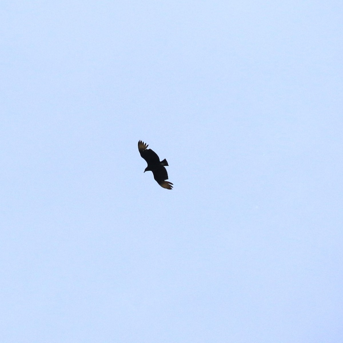 Black Vulture - ML636829035