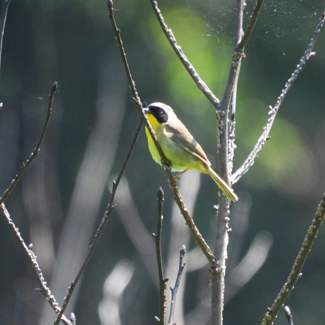 Common Yellowthroat - ML636829037