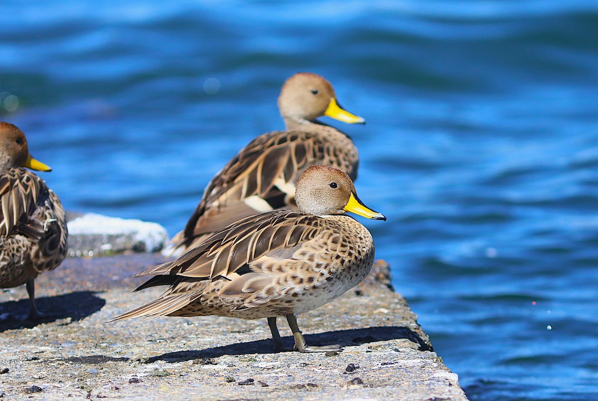 Yellow-billed Pintail - ML636829038