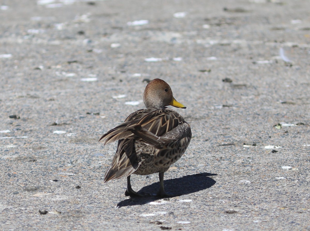 Yellow-billed Pintail - ML636829039