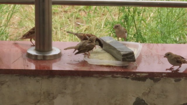 House Sparrow - ML636829072
