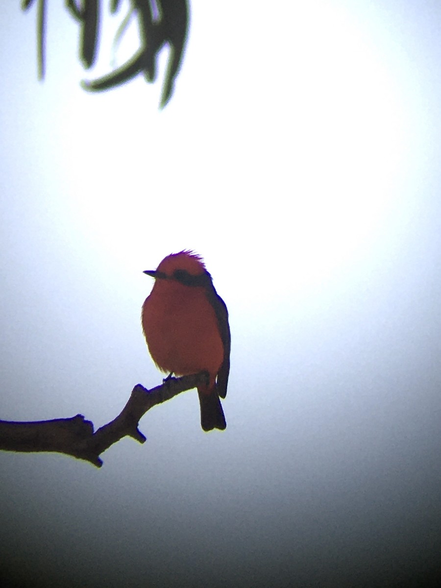 Vermilion Flycatcher (Austral) - ML636829092