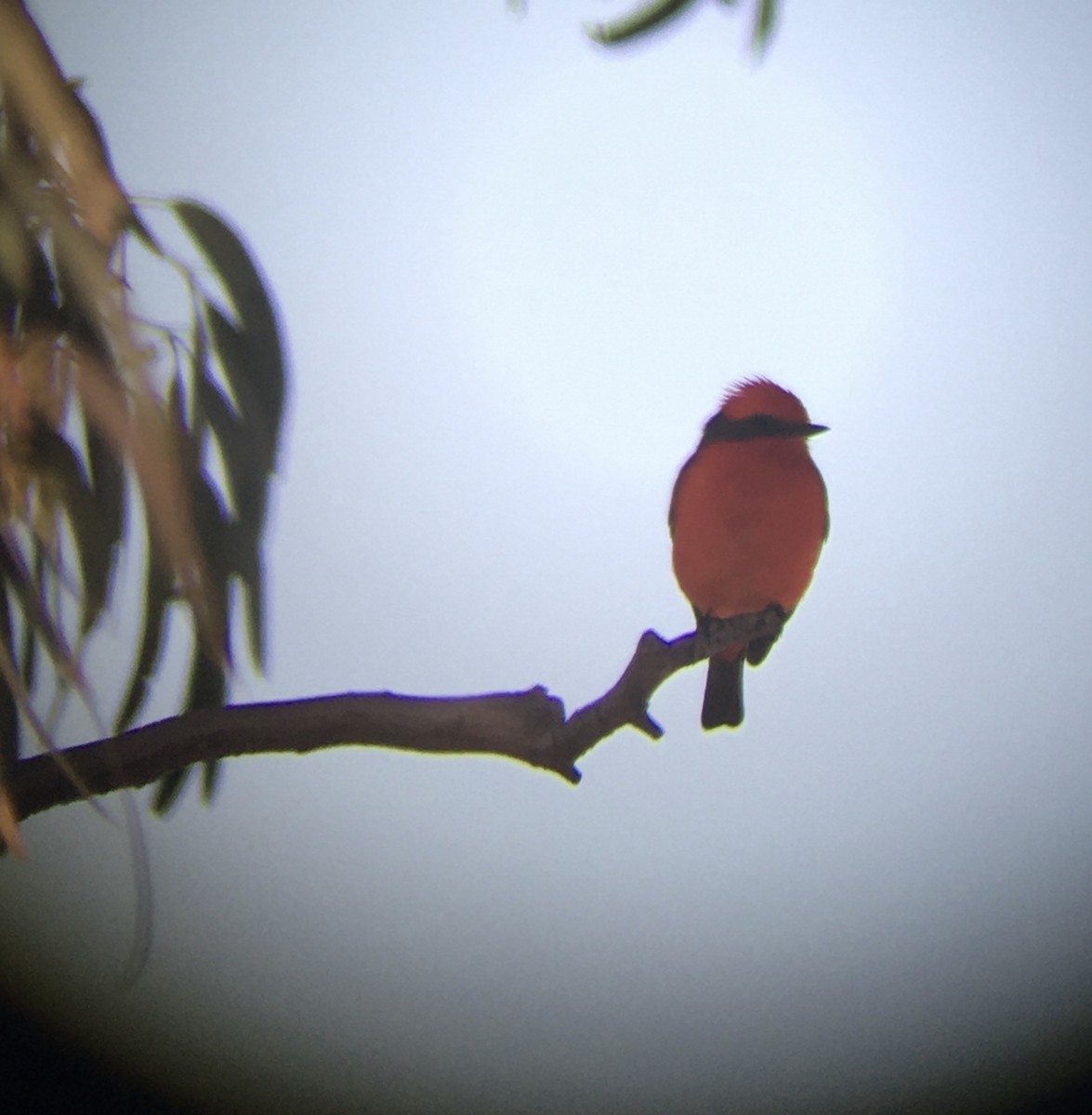 Vermilion Flycatcher (Austral) - ML636829093