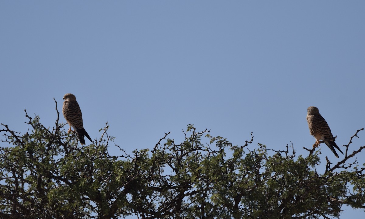 Greater Kestrel - ML636829186