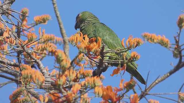 キソデボウシインコ - ML636829222