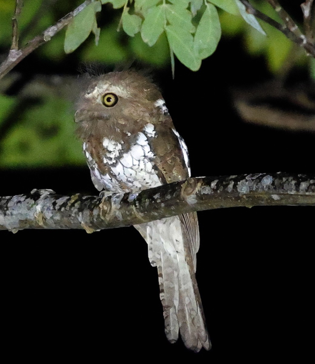 Palawan Frogmouth - ML636829253