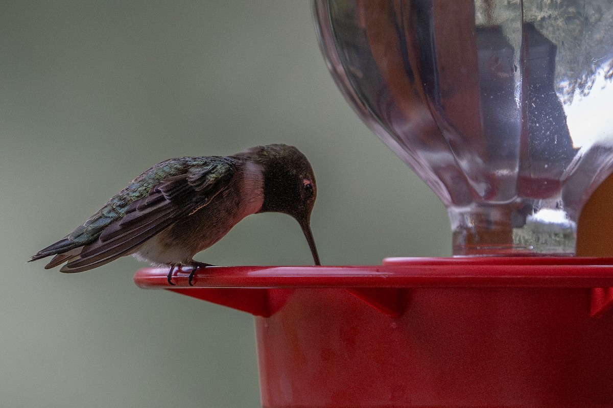 Black-chinned Hummingbird - ML636829310